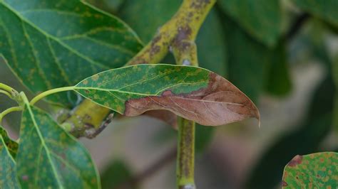 avocado leaves turning brown|avocado tree dying brown leaves.